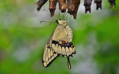 2018 – Our Year of Transformation