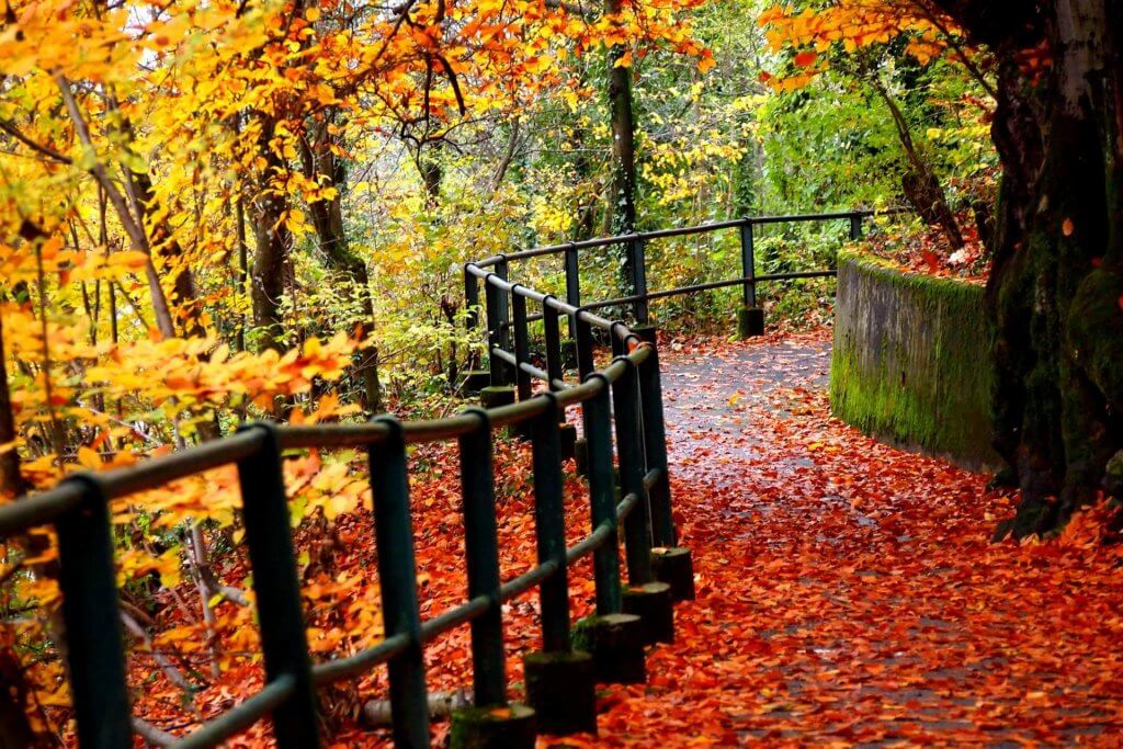 Fall Foliage Winding Path