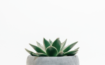 Why You Should Do a Minimalist Challenge