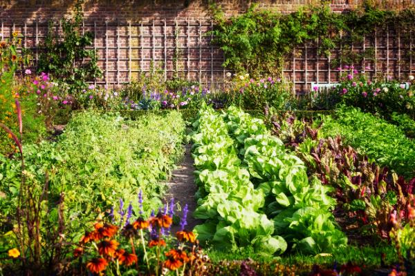vegetable garden lettuce