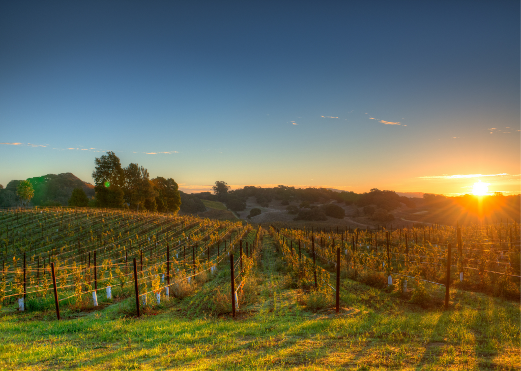 Napa valley winery vineyard