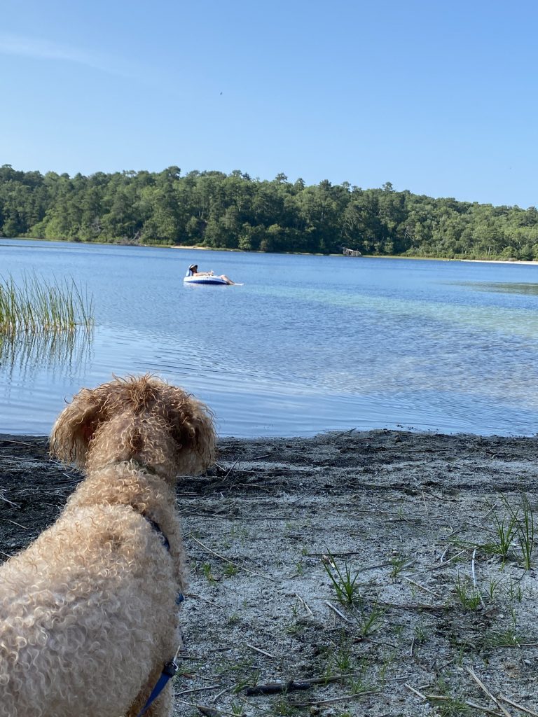 lake beach sunshine