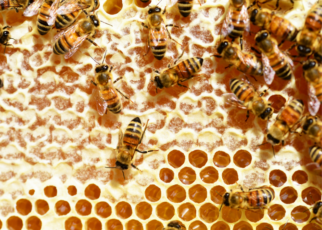 Bees honey beehive