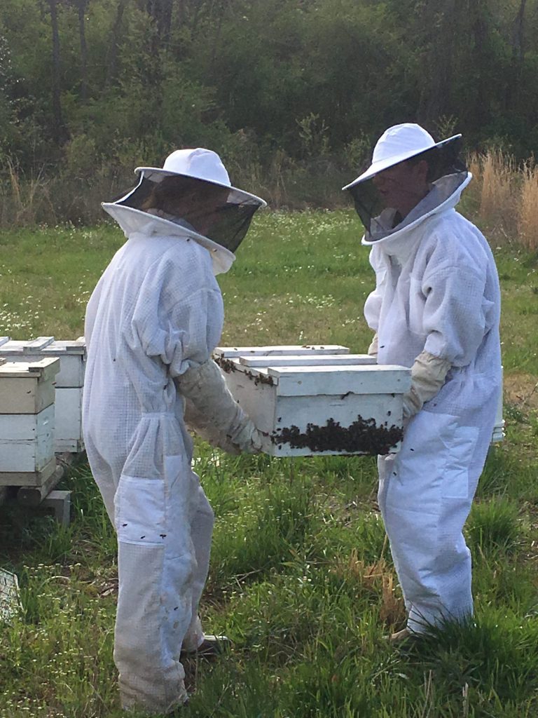 beekeeping apiary beehive