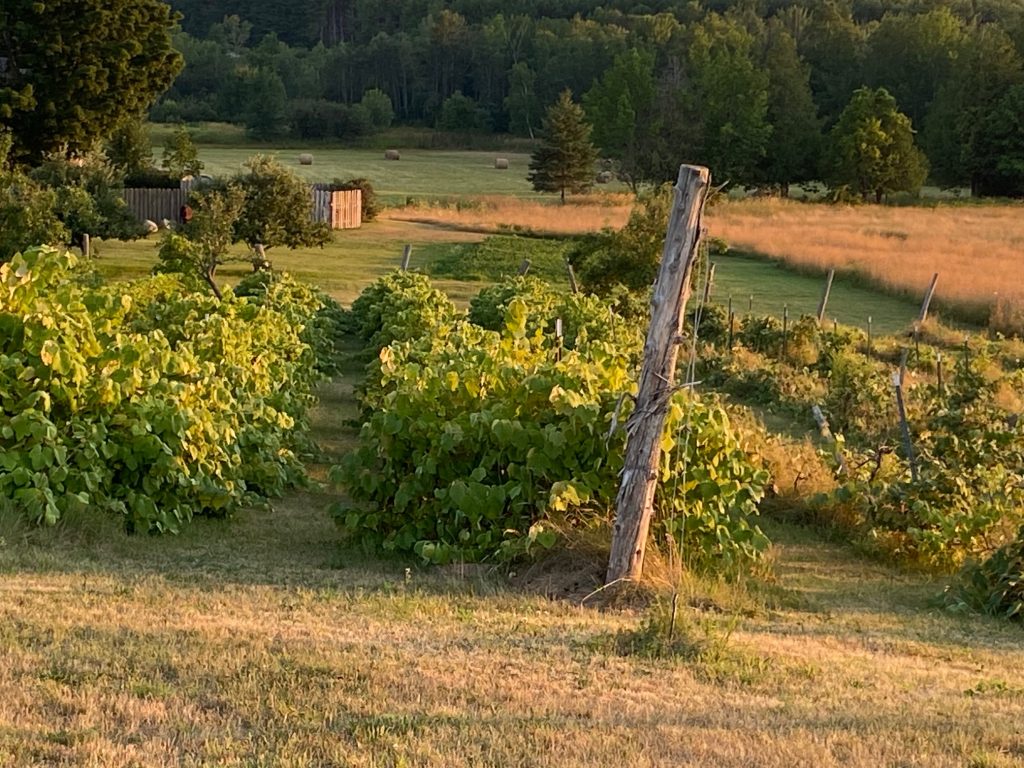vineyard winery 